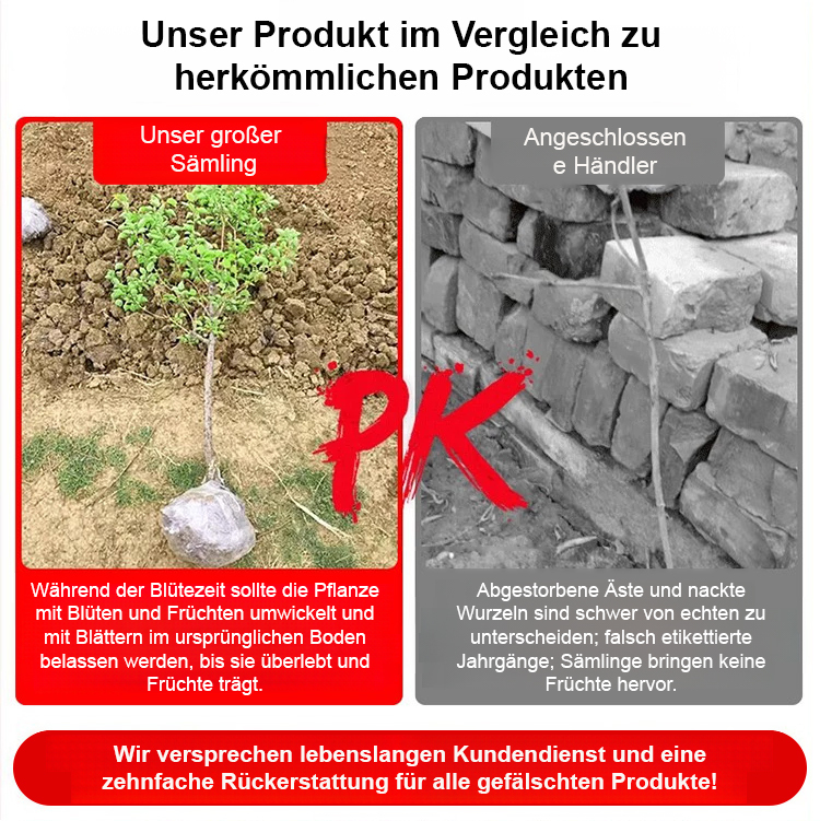 Ausgewählte amerikanische Pekannuss-Setzlinge: hoher Ertrag, pflegeleicht 🌳 Jetzt aussäen, nächstes Jahr ernten! 🌰 Bis zu 3 Ernten pro Jahr.
