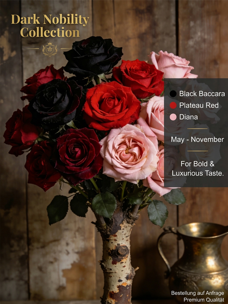 【schnellblühend】Königliche Gartenrose Winterhart | 2-Jährige Premium-Wurzelstöcke | Dauerblühend 🌹