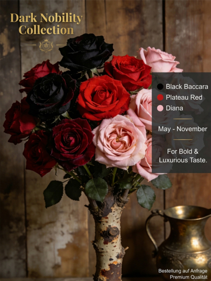 【schnellblühend】Königliche Gartenrose Winterhart | 2-Jährige Premium-Wurzelstöcke | Dauerblühend 🌹