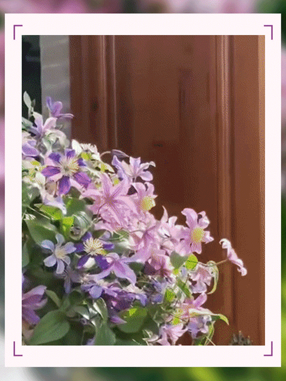 【Königin der Kletterpflanzen】Winterharte Kletterkönigin | Exklusives Aroma | Natürlicher Sichtschutz für den Garten 🌹