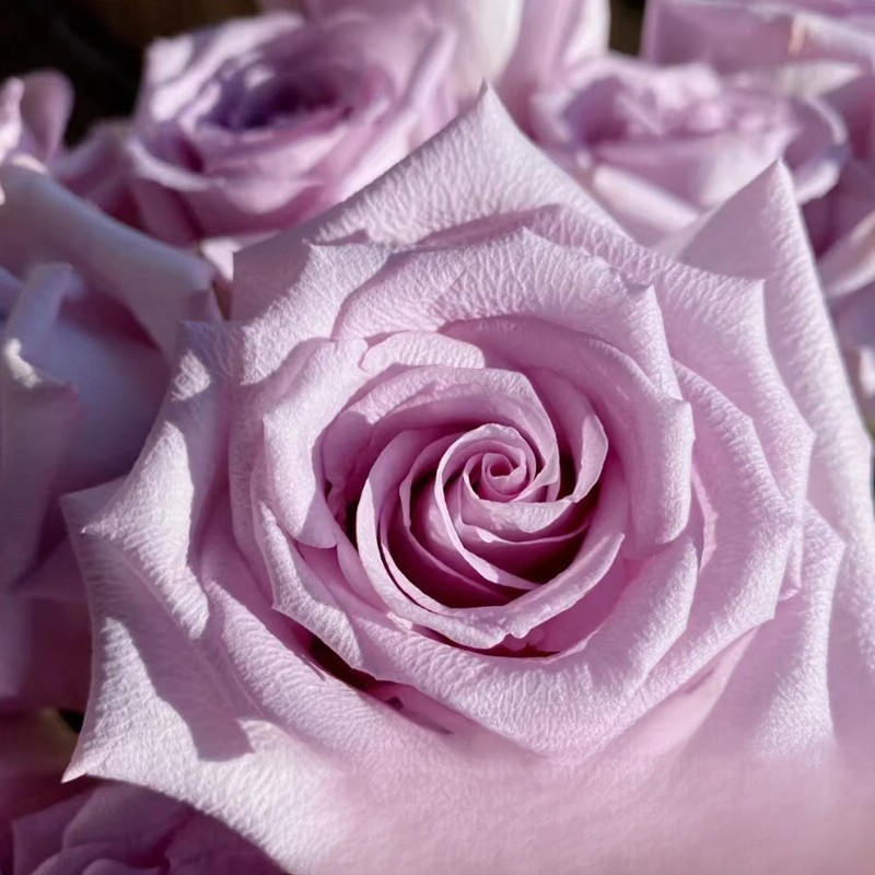 【schnellblühend】Königliche Gartenrose Winterhart | 2-Jährige Premium-Wurzelstöcke | Dauerblühend 🌹