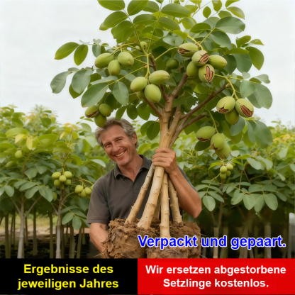 Ausgewählte amerikanische Pekannuss-Setzlinge: hoher Ertrag, pflegeleicht 🌳 Jetzt aussäen, nächstes Jahr ernten! 🌰 Bis zu 3 Ernten pro Jahr.