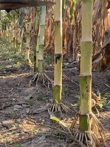 【Über 320.000 verkaufte Einheiten】Bürstenloser, wiederaufladbarer Hochleistungs-Rasenmäher-10 Jahre Garantie