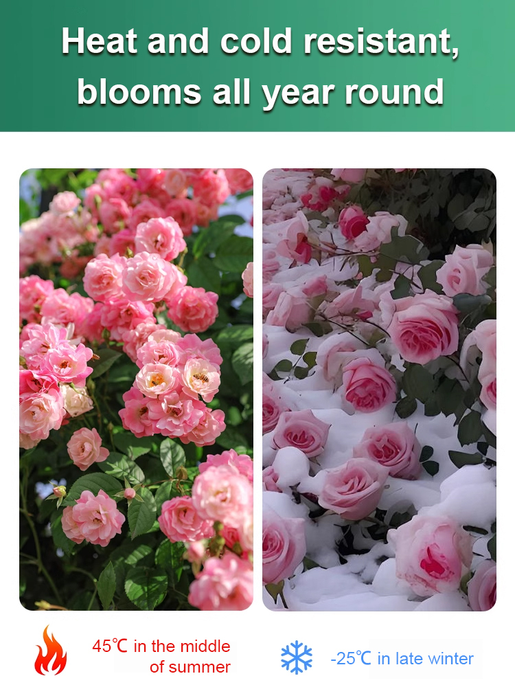 [With water, it thrives for 100 years] Desert Rose Bulb Flower. No maintenance required; even if you don't water it for three months, it won't wilt. Especially suitable for busy people and beginners.