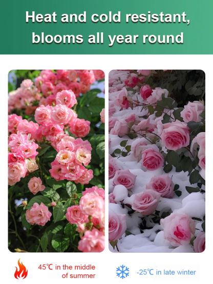 [With water, it thrives for 100 years] Desert Rose Bulb Flower. No maintenance required; even if you don't water it for three months, it won't wilt. Especially suitable for busy people and beginners.