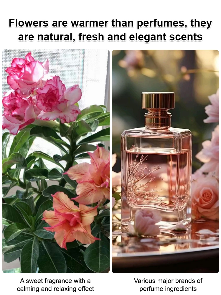 [With water, it thrives for 100 years] Desert Rose Bulb Flower. No maintenance required; even if you don't water it for three months, it won't wilt. Especially suitable for busy people and beginners.