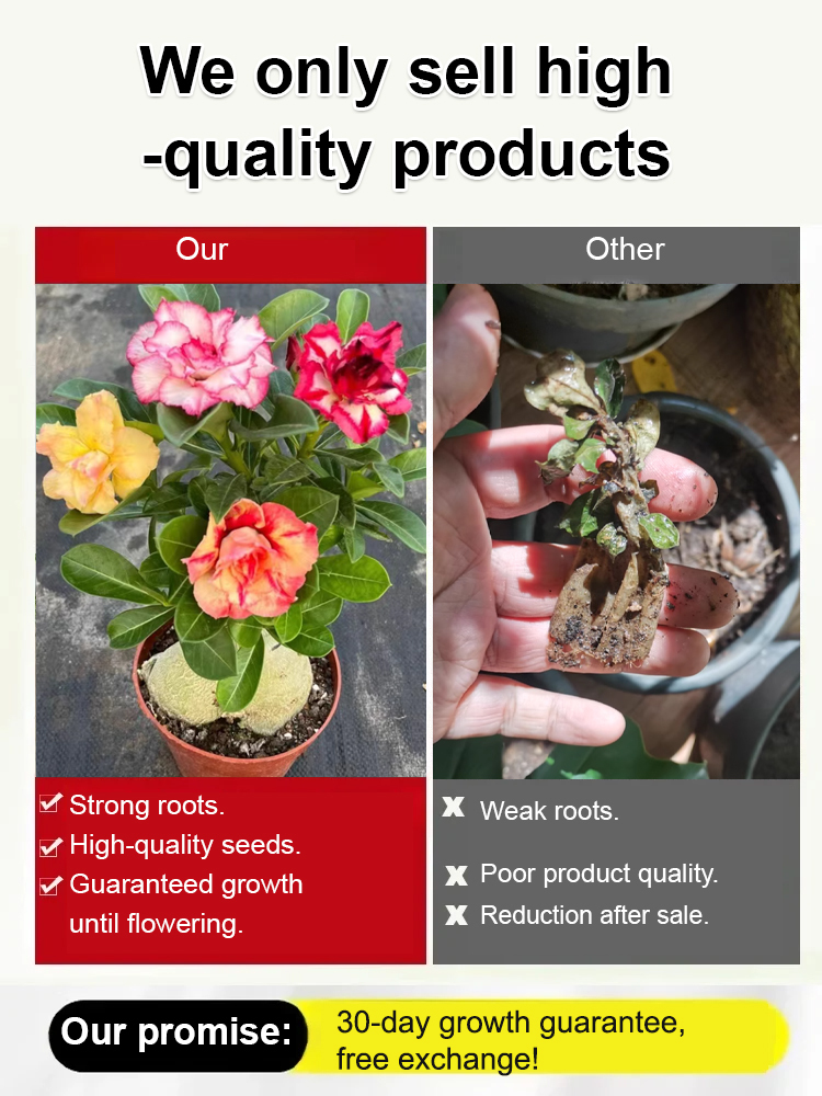 [With water, it thrives for 100 years] Desert Rose Bulb Flower. No maintenance required; even if you don't water it for three months, it won't wilt. Especially suitable for busy people and beginners.
