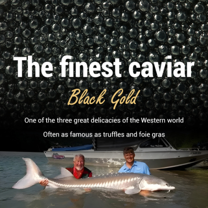 Beluga caviar from Russia【Direct from the source, 100% genuine product guarantee, ten times compensation for any fake product!】