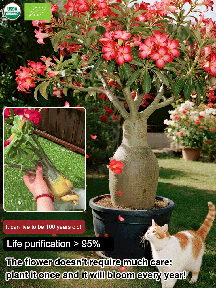 [With water, it thrives for 100 years] Desert Rose Bulb Flower. No maintenance required; even if you don't water it for three months, it won't wilt. Especially suitable for busy people and beginners.
