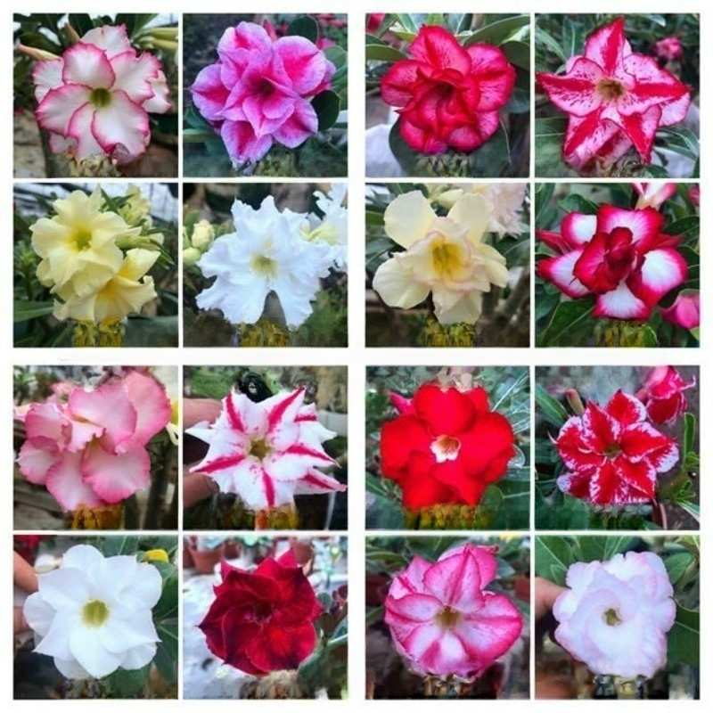 [With water, it thrives for 100 years] Desert Rose Bulb Flower. No maintenance required; even if you don't water it for three months, it won't wilt. Especially suitable for busy people and beginners.