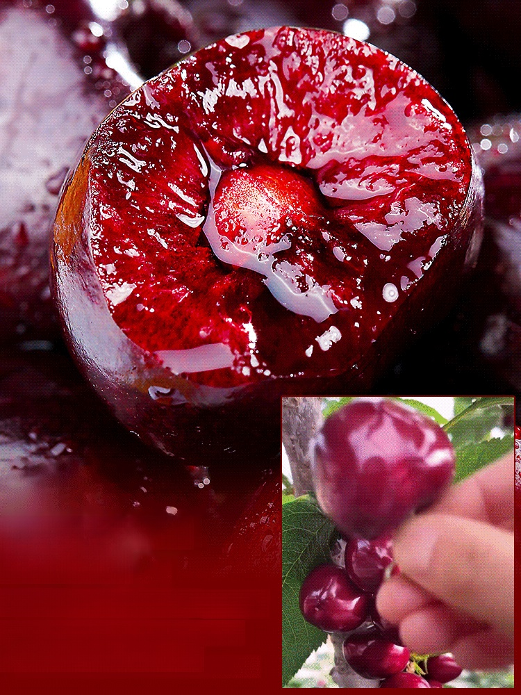 【Results from that year】Cherry saplings