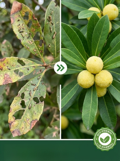 High-Yield Crystal White Bayberry Sapling – Pest Resistant, Fruits in First Year