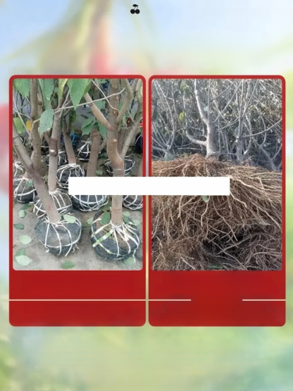 【100% Success Guarantee】4J XXL Regina Sweet Cherry Tree | Robust Two-Year-Old Seedlings | Harvest in the First Year | Ideal for Balcony and Garden | Hardy to -20°C 🍒