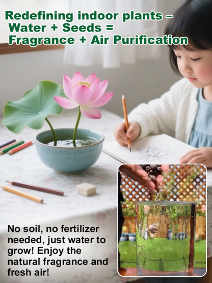 Premium Colorful Water Lily Seeds .Germinates In 3 Days, Blooms In 15 Days, One Plant Is Equivalent To Three Air Purifiers.