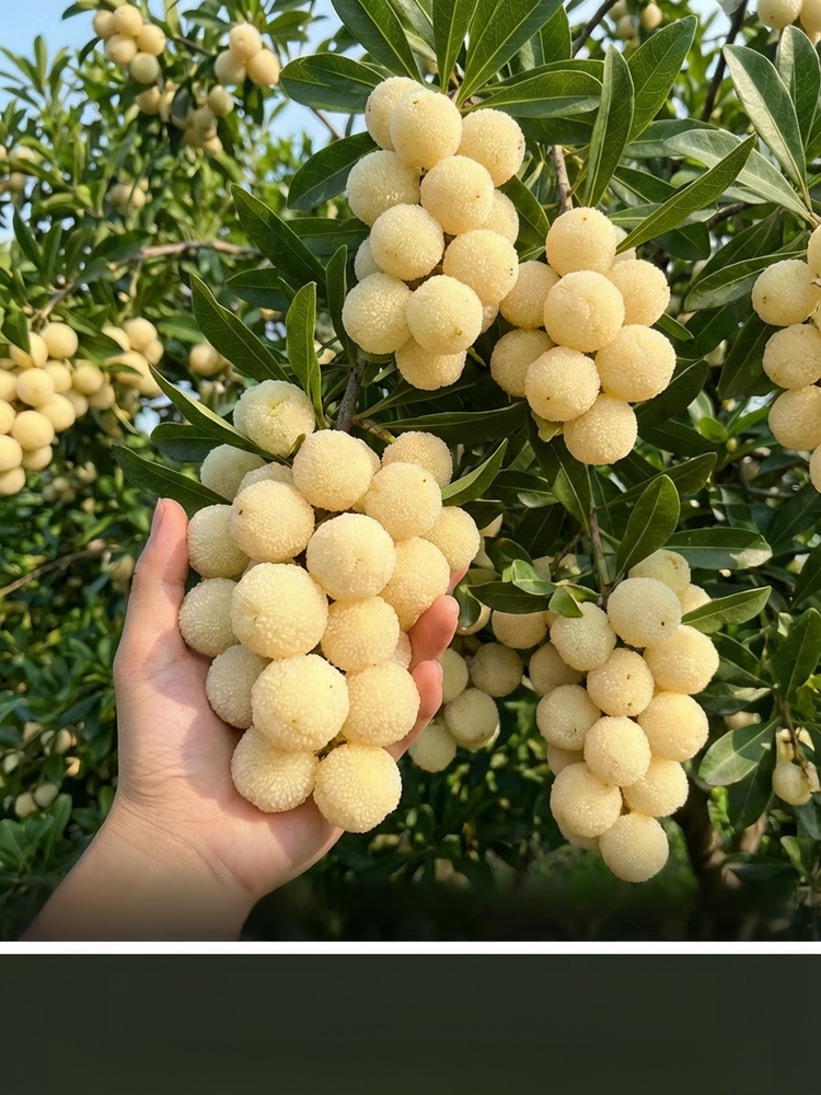 High-Yield Crystal White Bayberry Sapling – Pest Resistant, Fruits in First Year