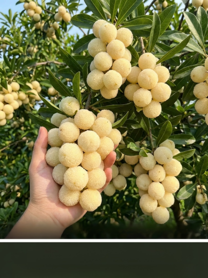 High-Yield Crystal White Bayberry Sapling – Pest Resistant, Fruits in First Year