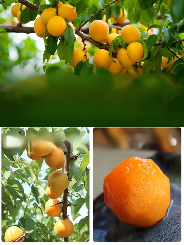 Sweet and sour sugar-free dried apricots