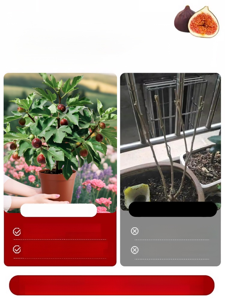 [Enjoy fresh fruit daily] Fig seedlings imported from Greece