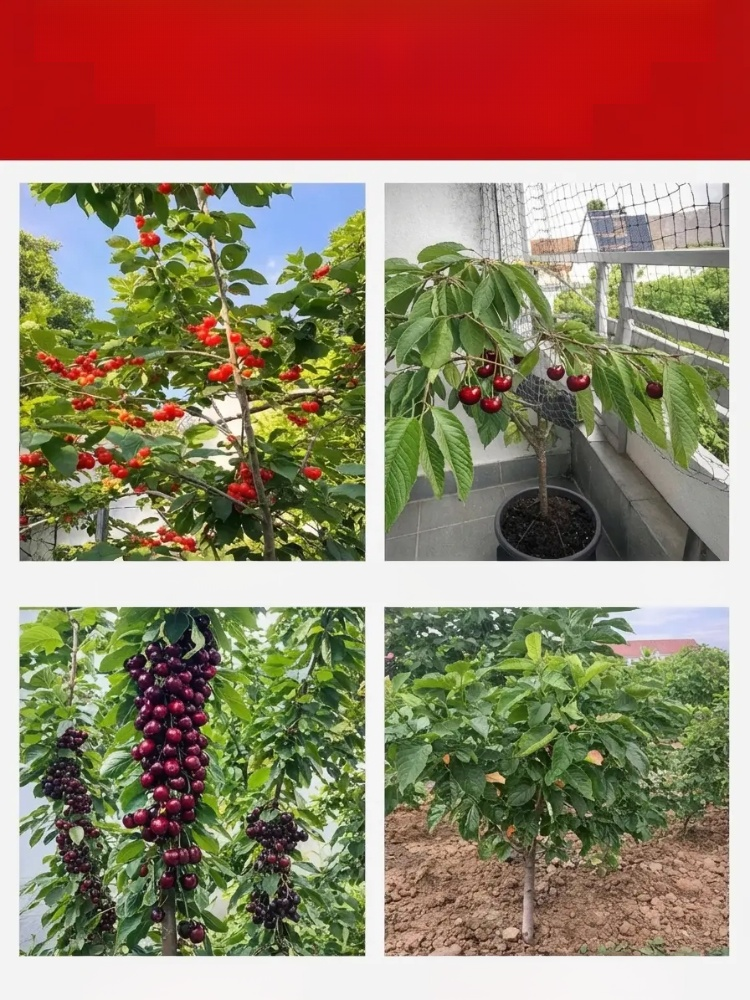 【100% Success Guarantee】4J XXL Regina Sweet Cherry Tree | Robust Two-Year-Old Seedlings | Harvest in the First Year | Ideal for Balcony and Garden | Hardy to -20°C 🍒