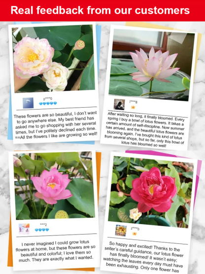 Premium Colorful Water Lily Seeds – Guaranteed to Sprout.Germinates In 3 Days, Blooms In 15 Days, One Plant Is Equivalent To Three Air Purifiers.