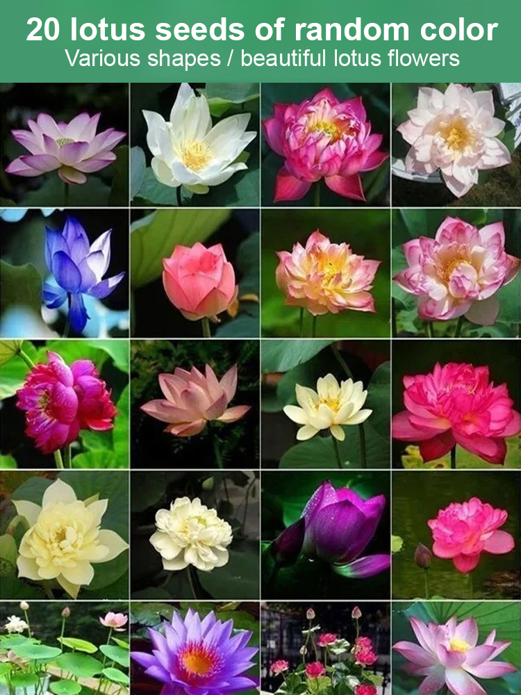 Premium Colorful Water Lily Seeds – Guaranteed to Sprout.Germinates In 3 Days, Blooms In 15 Days, One Plant Is Equivalent To Three Air Purifiers.