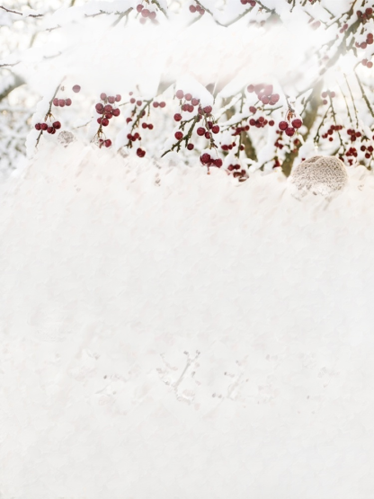 【100% Success Guarantee】4J XXL Regina Sweet Cherry Tree | Robust Two-Year-Old Seedlings | Harvest in the First Year | Ideal for Balcony and Garden | Hardy to -20°C 🍒