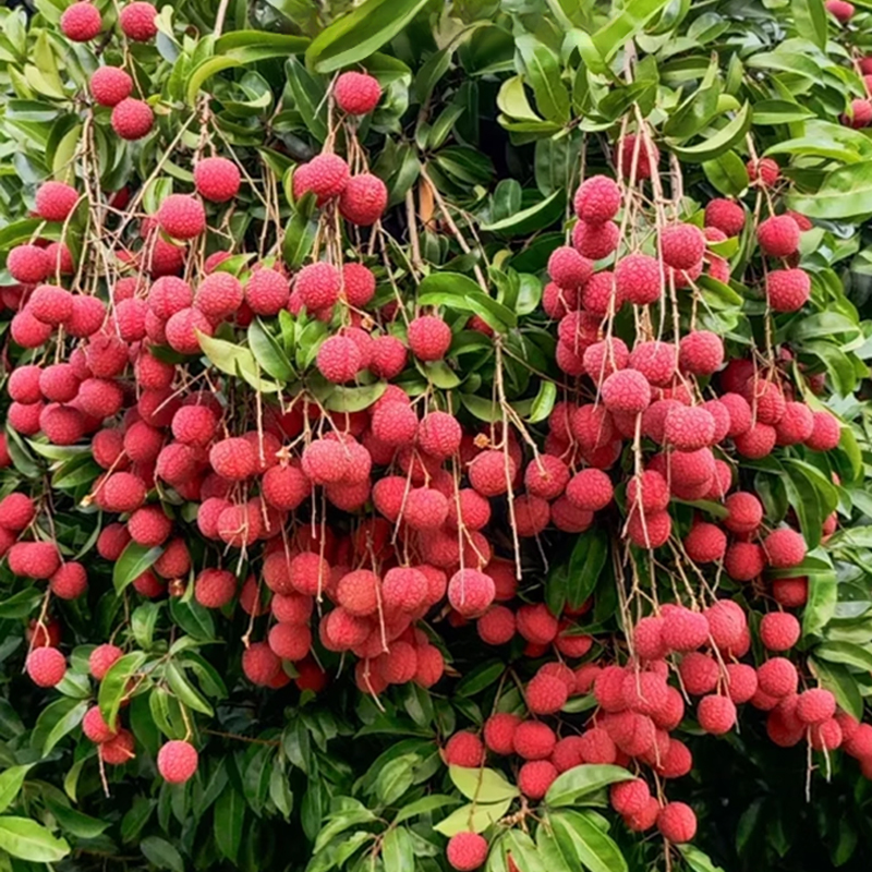 Selected lychee saplings! Fruits larger than eggs, thick flesh! 99% survival rate.