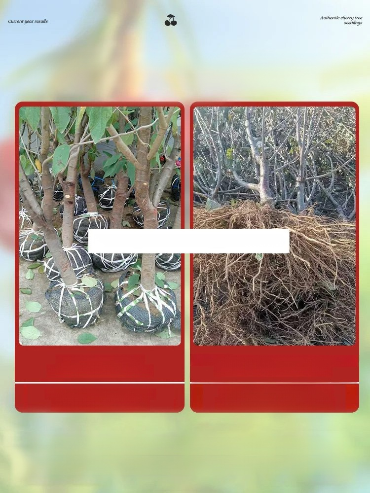 【Results from that year】Cherry saplings