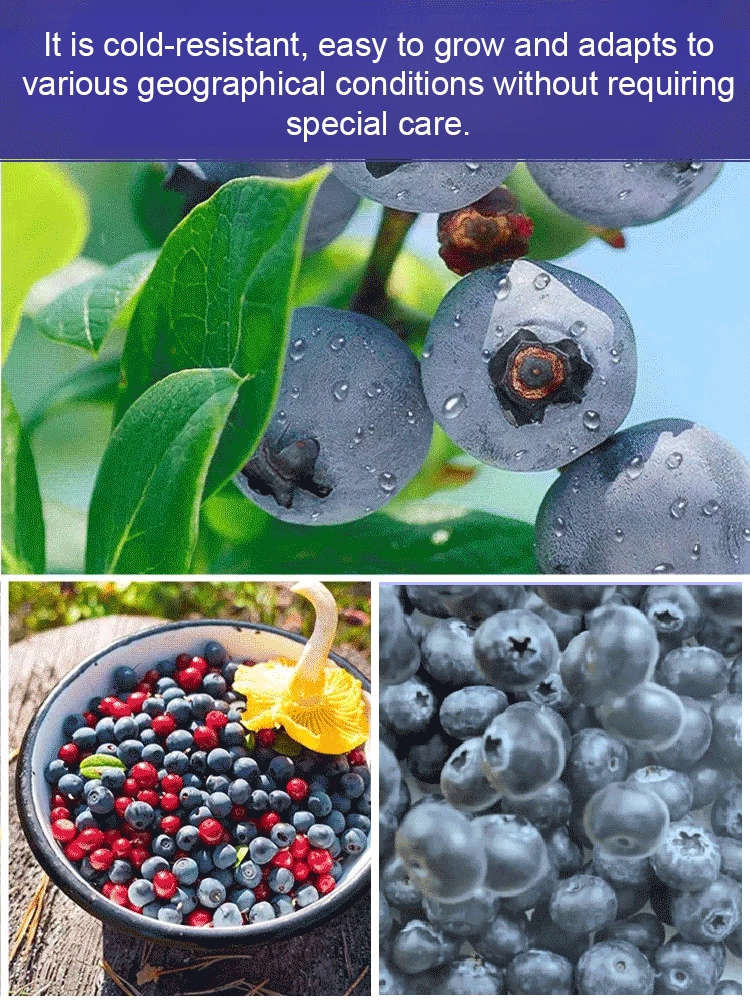 【Full Refund for Non-Living】Extra Large Fruit High-Yield Organic Blueberry Seedlings