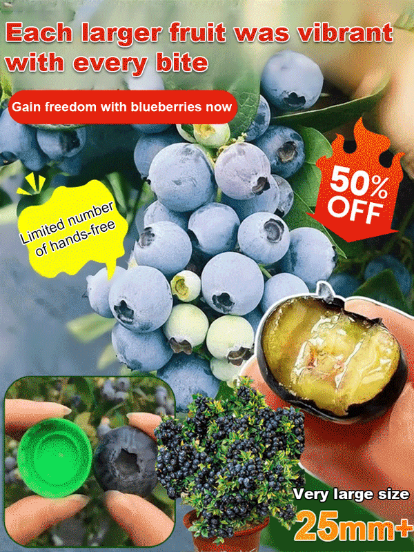【Full Refund for Non-Living】Extra Large Fruit High-Yield Organic Blueberry Seedlings