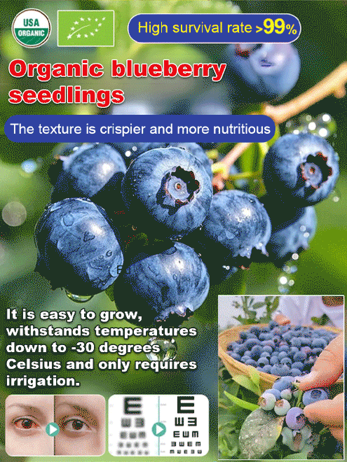 【Full Refund for Non-Living】Extra Large Fruit High-Yield Organic Blueberry Seedlings