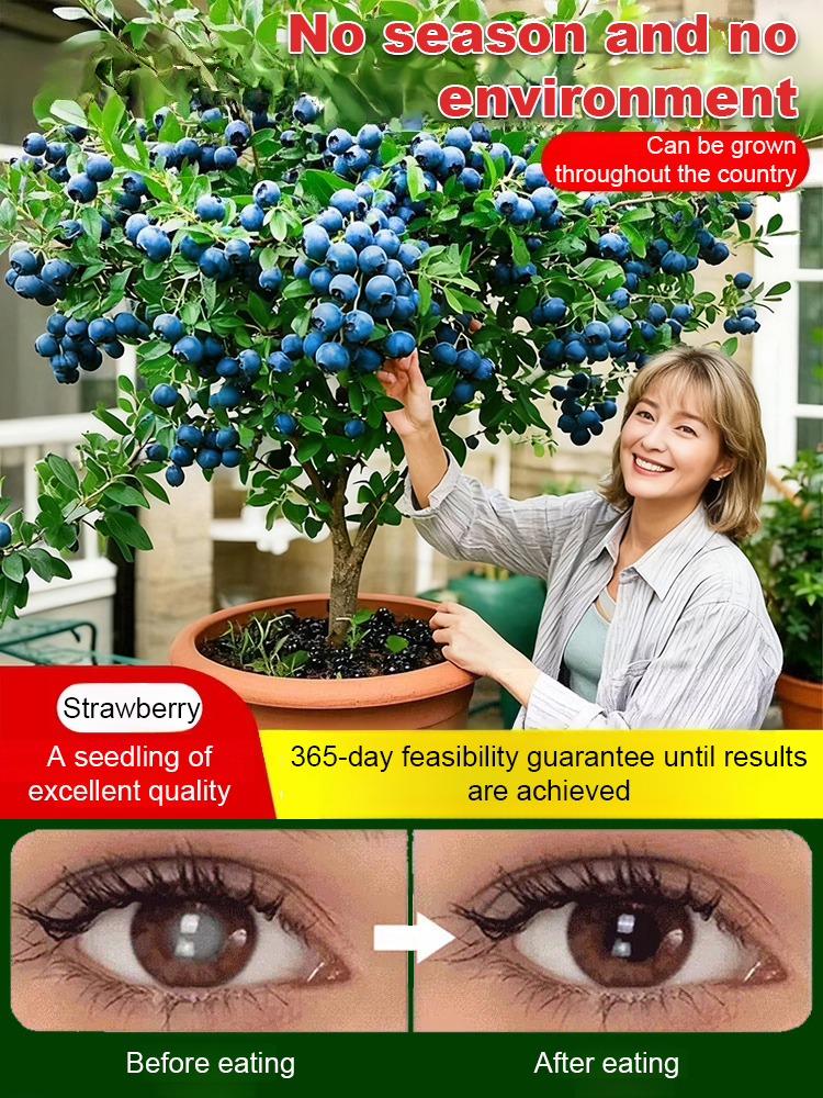 【Full Refund for Non-Living】Extra Large Fruit High-Yield Organic Blueberry Seedlings