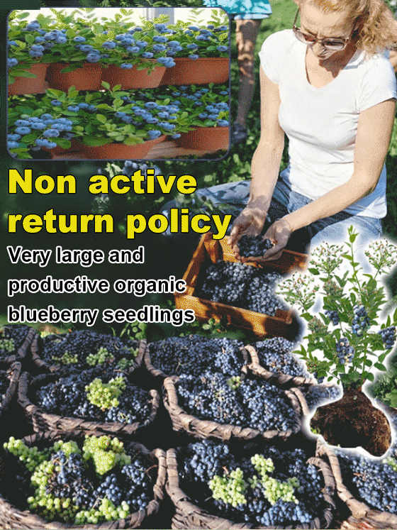 【Full Refund for Non-Living】Extra Large Fruit High-Yield Organic Blueberry Seedlings