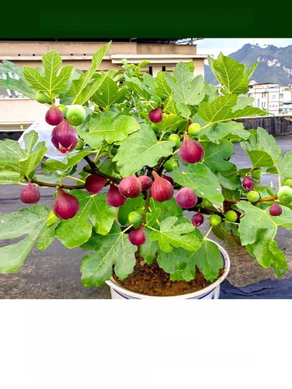 Griechische Import-Feigenbaum – Frische Früchte für den täglichen Genuss