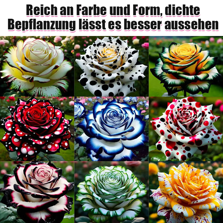 Importierte gefleckte Rosenkörner – 99% Keimrate, 100% Entschädigung bei mangelndem Wachstum