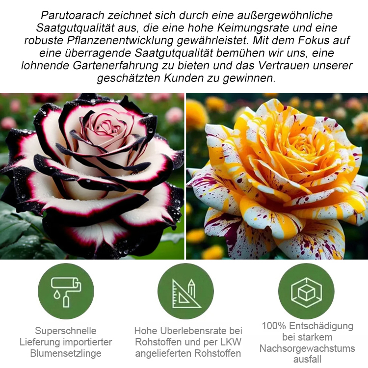Importierte gefleckte Rosenkörner – 99% Keimrate, 100% Entschädigung bei mangelndem Wachstum