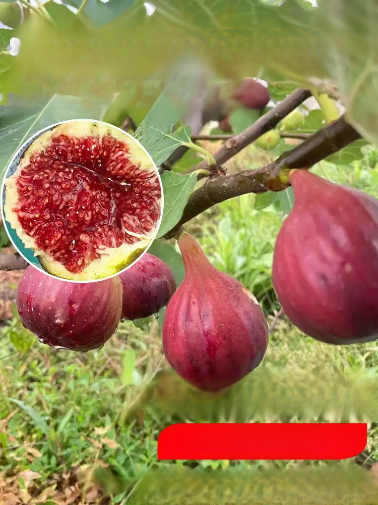 Griechische Import-Feigenbaum – Frische Früchte für den täglichen Genuss