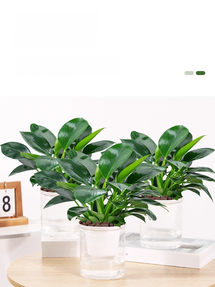 Die Miniatur-GrüNpflanze Golden Diamond Wurde Speziell Entwickelt, Um Formaldehyd Zu Absorbieren Und Die Luft Zu Reinigen; Selbst AnfäNger KöNnen Sie Am Leben Erhalten