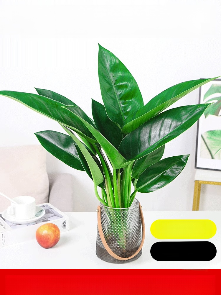 Die Miniatur-GrüNpflanze Golden Diamond Wurde Speziell Entwickelt, Um Formaldehyd Zu Absorbieren Und Die Luft Zu Reinigen; Selbst AnfäNger KöNnen Sie Am Leben Erhalten