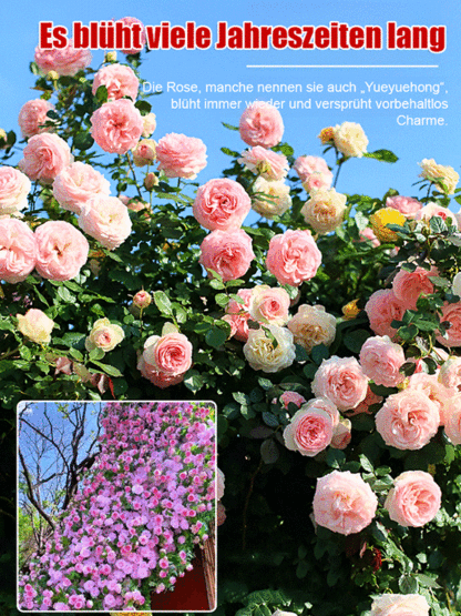 [Ganzjährig blühende] Kletterrosen-Samen