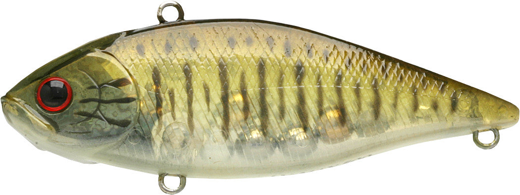 Chartreuse Shad