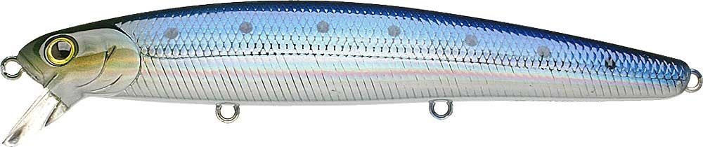 Metallic Sardine