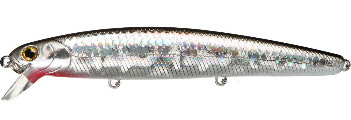 Zebra Sardine