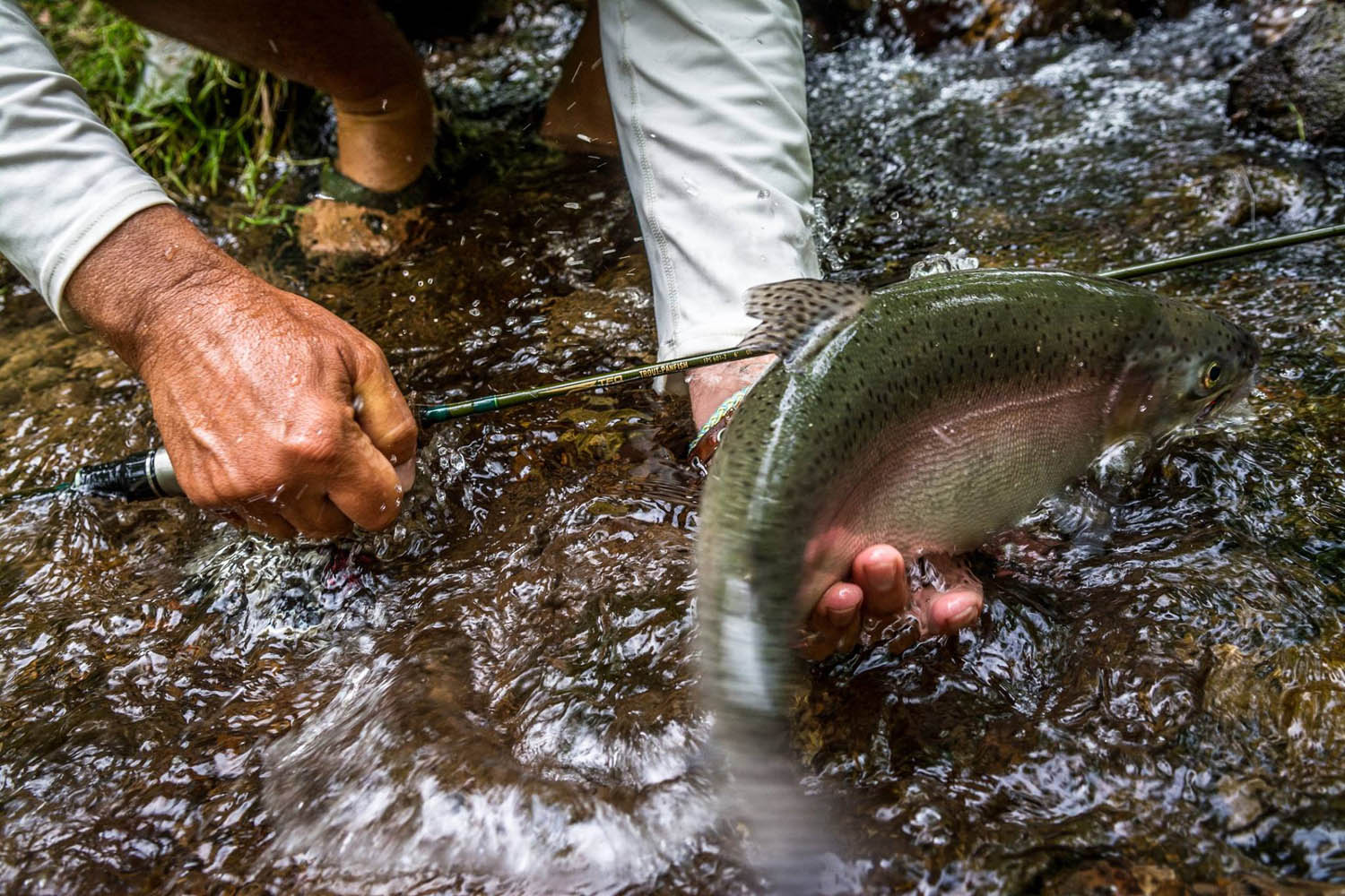 Temple Fork Outfitters Trout-Panfish Spinning Rods