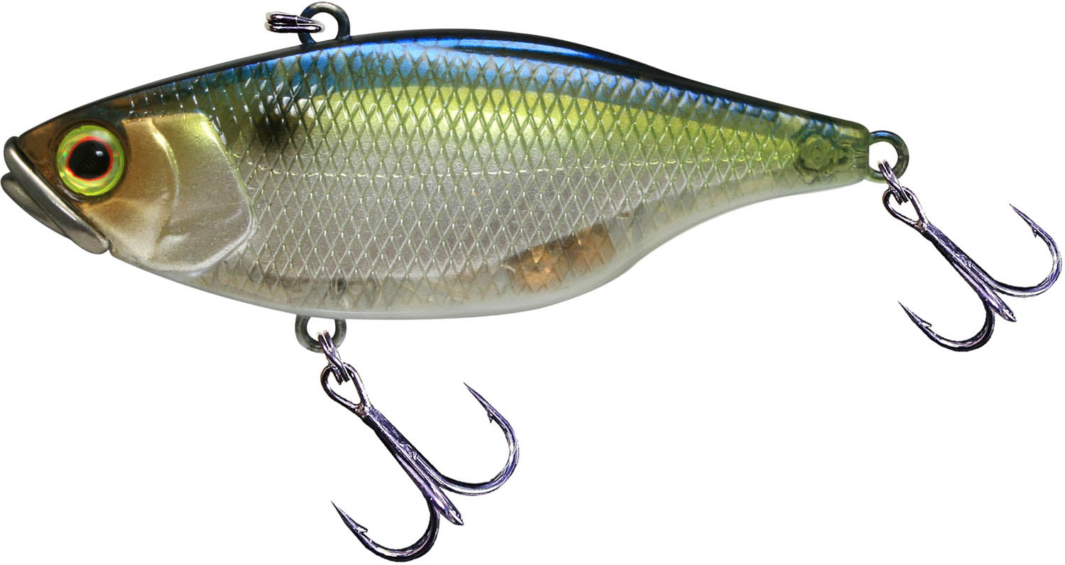SG Threadfin Shad