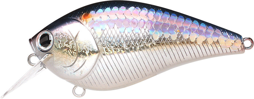 MS American Shad