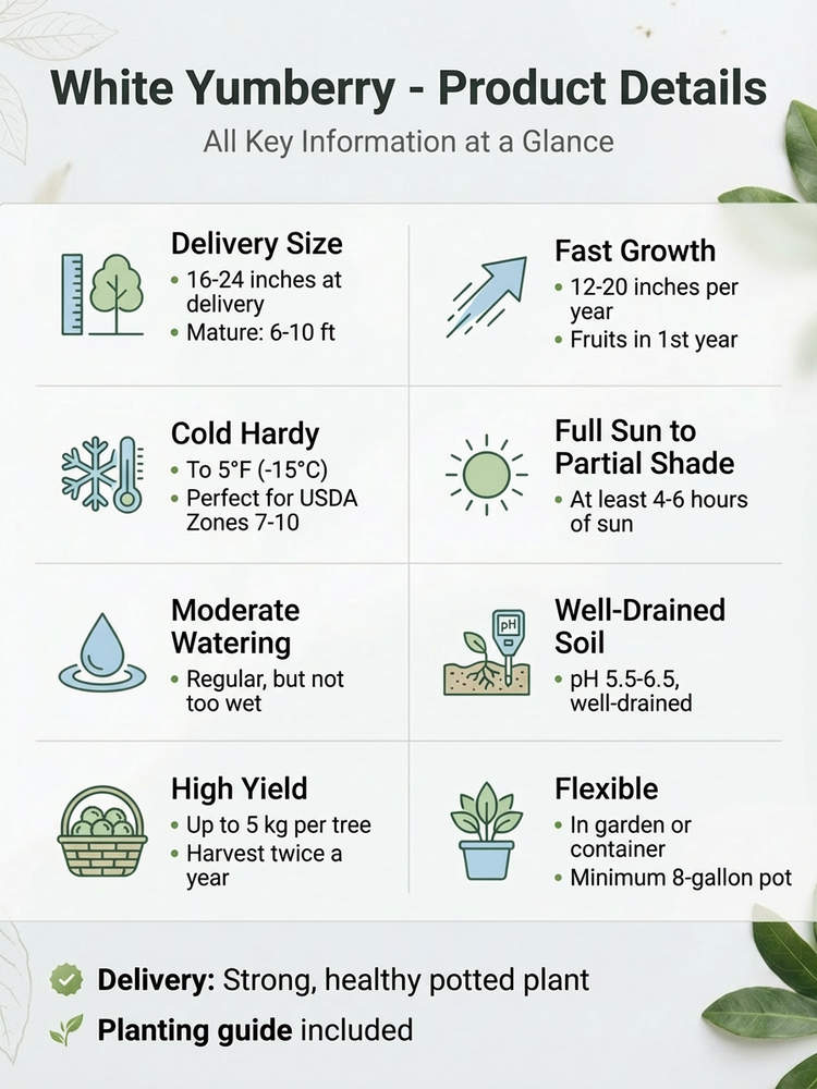 High-yielding, crystal-clear white peach myrtle seedlings 📈 The tree bears fruit in its first year, with a single tree yielding up to 5 kg per year. It can be harvested twice annually, making it very efficient.
