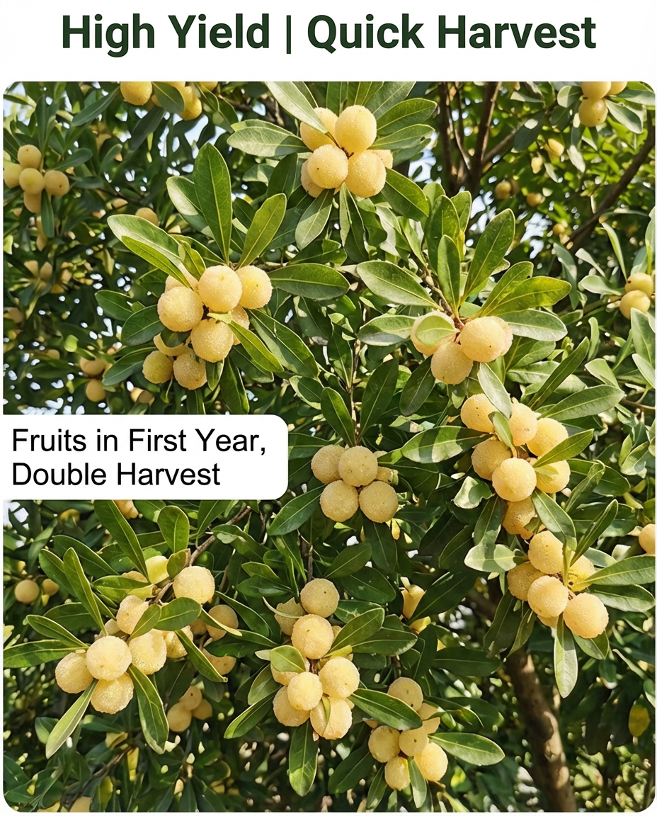 Image5_First_Year_Harvest.png