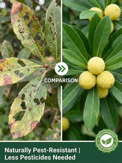 High-yielding, crystal-clear white peach myrtle seedlings 📈 The tree bears fruit in its first year, with a single tree yielding up to 5 kg per year. It can be harvested twice annually, making it very efficient.