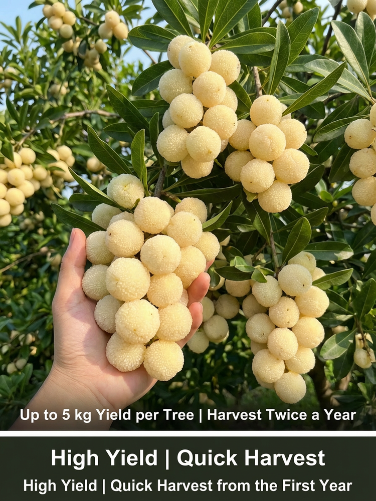 High-yielding, crystal-clear white peach myrtle seedlings 📈 The tree bears fruit in its first year, with a single tree yielding up to 5 kg per year. It can be harvested twice annually, making it very efficient.